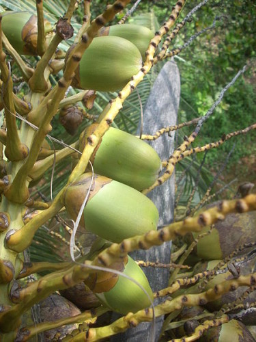 The Green Taste of the Coconut – Poems by Shulamit Sapir-Nevo translated by Mel Rosenberg by Shulamit Sapir-Nevo - Ourboox.com