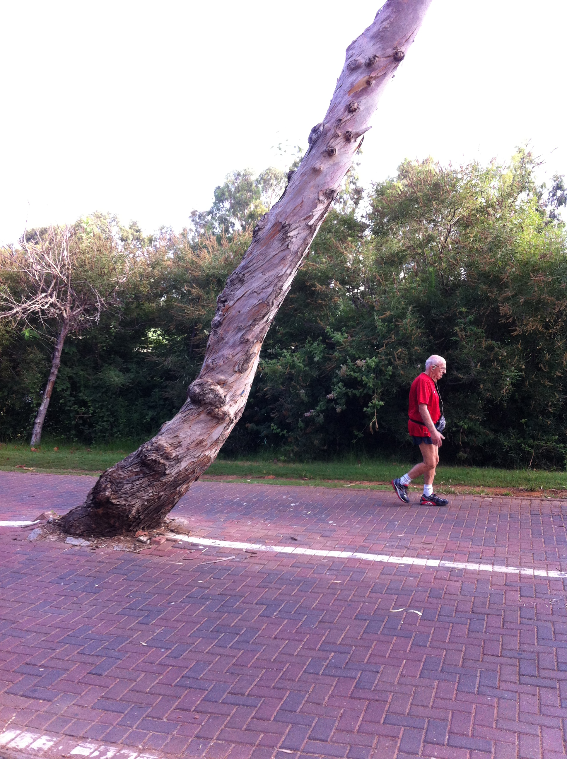 a tree bent at perilous angle