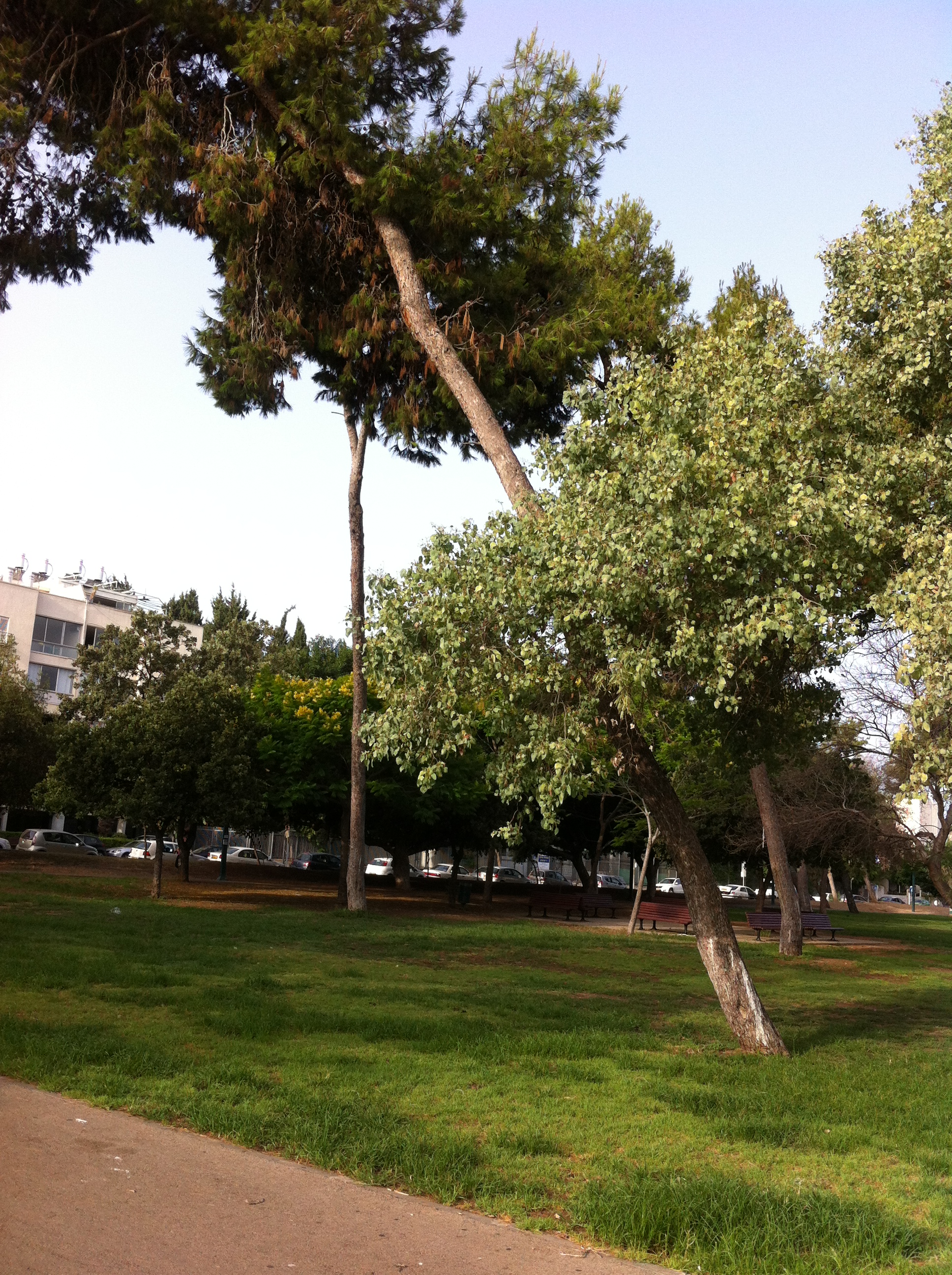 another tree bent at perilous angle