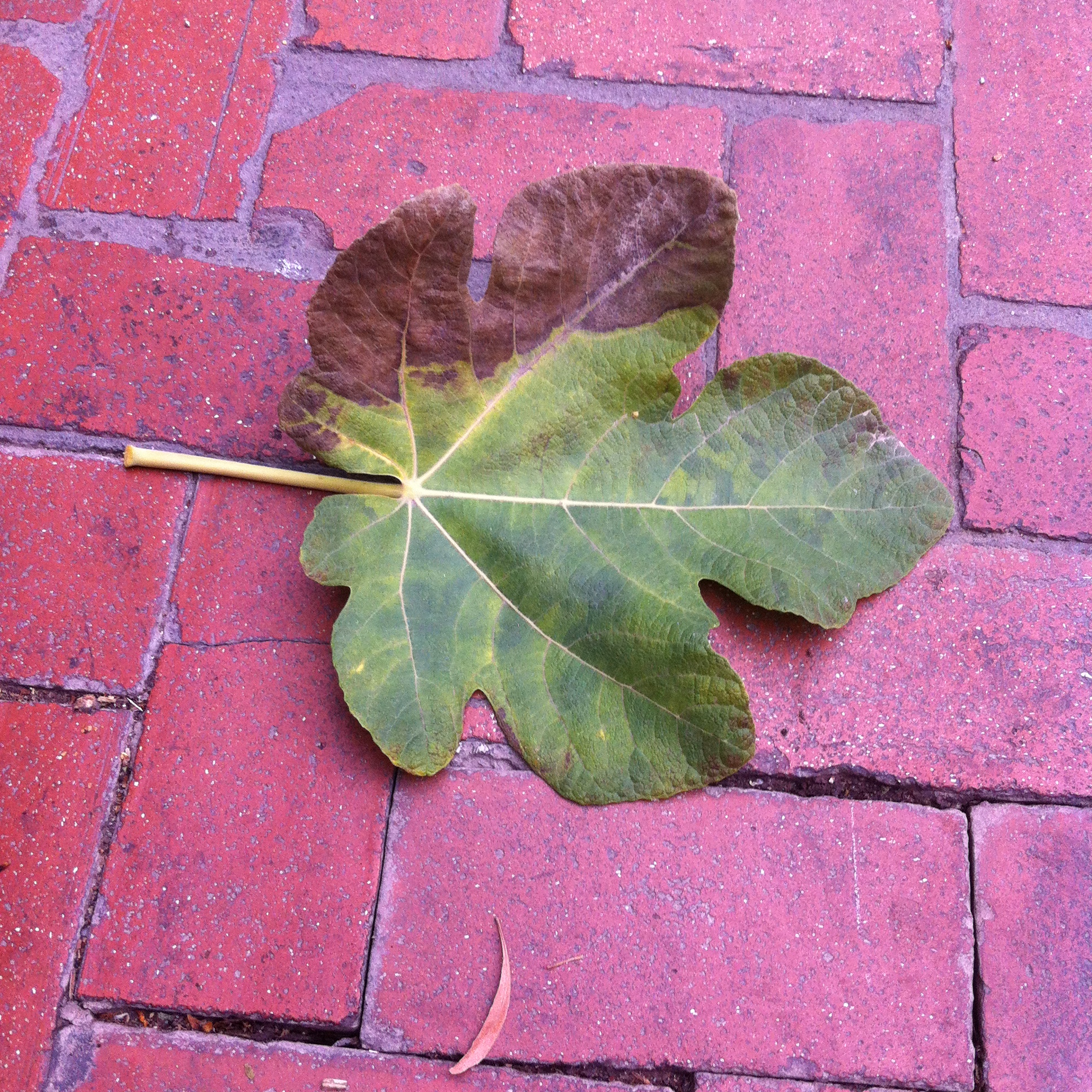 We smelled the smell of autumn on a fallen leaf