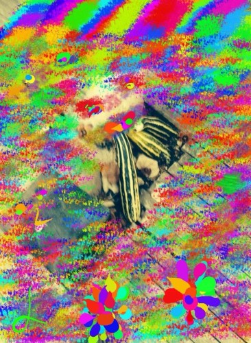 The Miro’s secret   -English version by Sara Dazin - Illustrated by Moshe Dazin . Translated by Guy Dazin - Ourboox.com