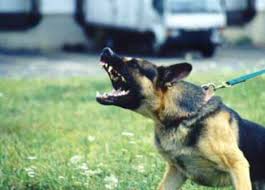 שלושה בני עורב by razohyon - Ourboox.com