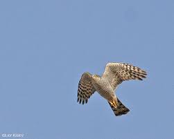 שלושה בני עורב by shirelozer - Illustrated by שיר-אל עוזר - Ourboox.com