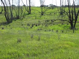 שלושה בני עורב by razohyon - Ourboox.com