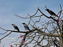 שלושה בני עורב by razohyon - Ourboox.com