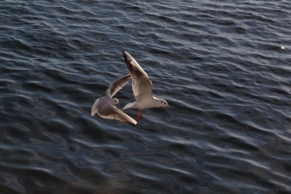 The Soul and the Seagulls of Thessaloniki by Shulamit Sapir-Nevo - Illustrated by Photos by Shulamit Sapir-Nevo - Ourboox.com