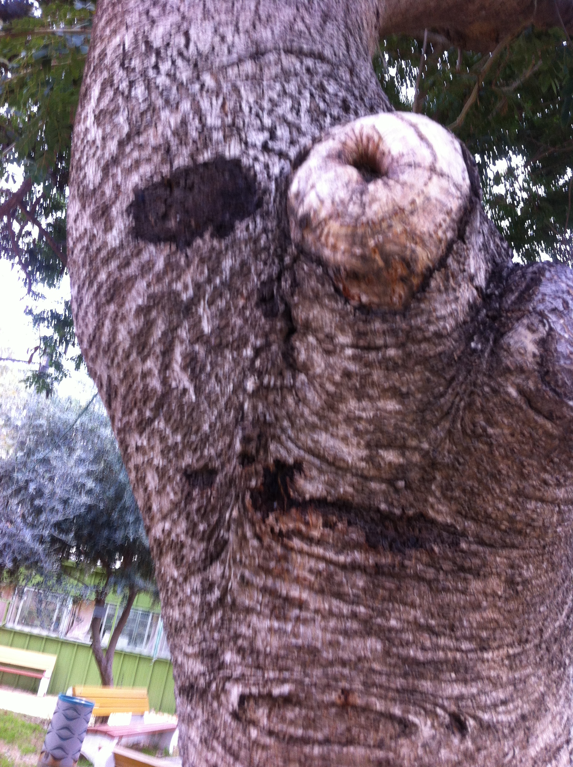 Piven Faces by Mel Rosenberg - מל רוזנברג - Ourboox.com