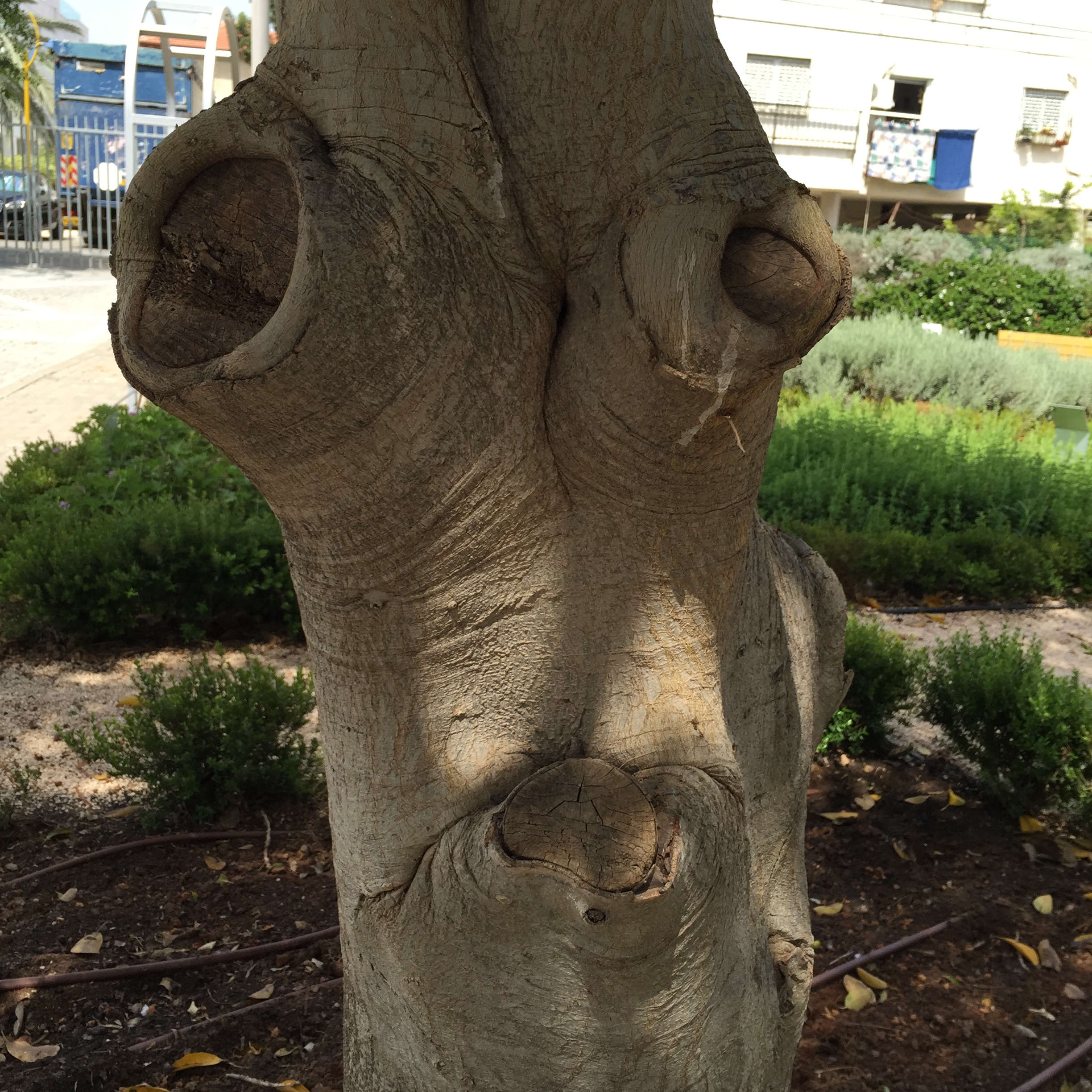 Piven Faces by Mel Rosenberg - מל רוזנברג - Ourboox.com