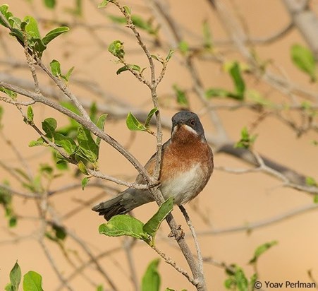 ציפורי שיר בארץ by Sara Dazin - Illustrated by Moshe Dazin - Ourboox.com