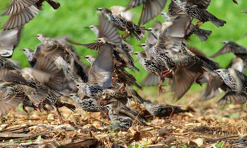 ציפורי שיר בארץ by Sara Dazin - Illustrated by Moshe Dazin - Ourboox.com