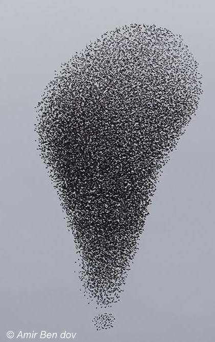 ציפורי שיר בארץ by Sara Dazin - Illustrated by Moshe Dazin - Ourboox.com