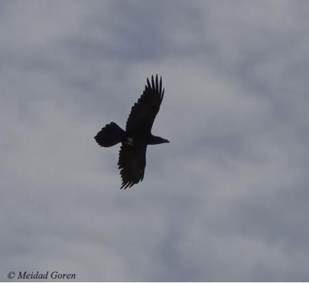ציפורי שיר בארץ by Sara Dazin - Illustrated by Moshe Dazin - Ourboox.com