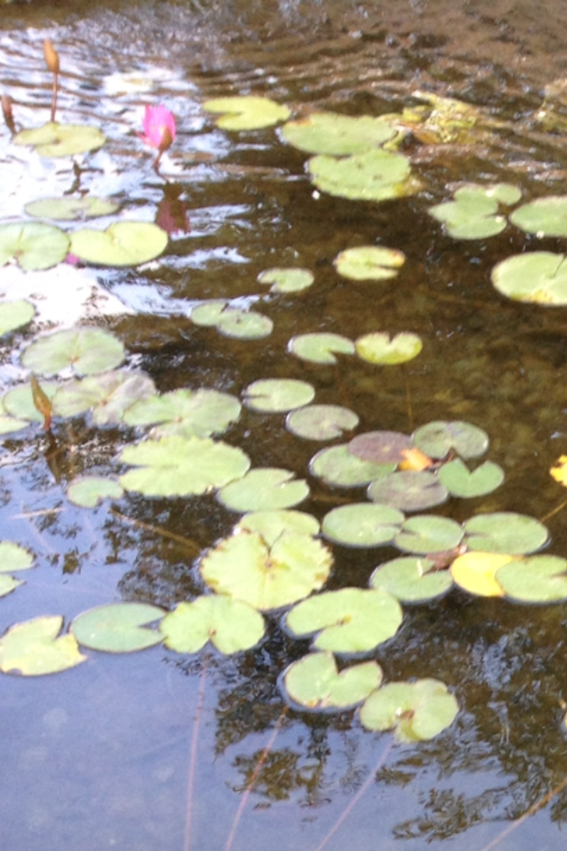 לגעת במילים ובצבעים של יהודית מליק -שירן by Shuli Sapir-Nevo Photo and Motto - Illustrated by Photos by Shulamit Sapir-Nevo - Ourboox.com