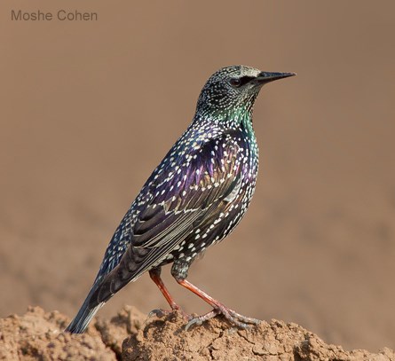 ציפורי שיר בארץ by Sara Dazin - Illustrated by Moshe Dazin - Ourboox.com