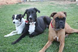 בלדה שלושה בני עורב by yan dudkevich - Illustrated by Yan dudkevich - Ourboox.com