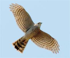 בלדה שלושה בני עורב by yan dudkevich - Illustrated by Yan dudkevich - Ourboox.com