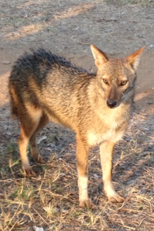 ניצן והתן by Mel Rosenberg - מל רוזנברג - Ourboox.com