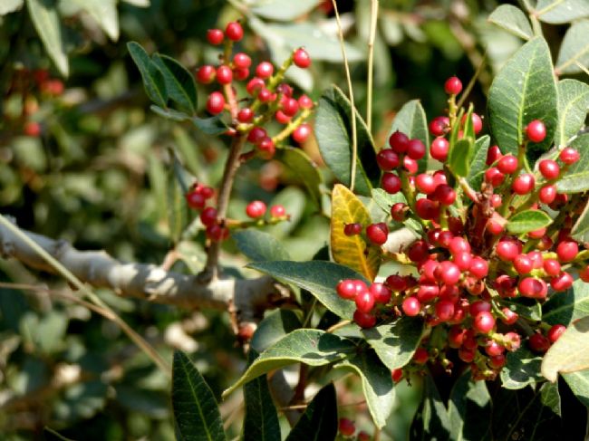 צמחים המותאמים לסביבת יובש- קבוצה ו by nogacohen - Ourboox.com