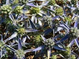 צמחים המותאמים לסביבת יובש- קבוצה ו by nogacohen - Ourboox.com