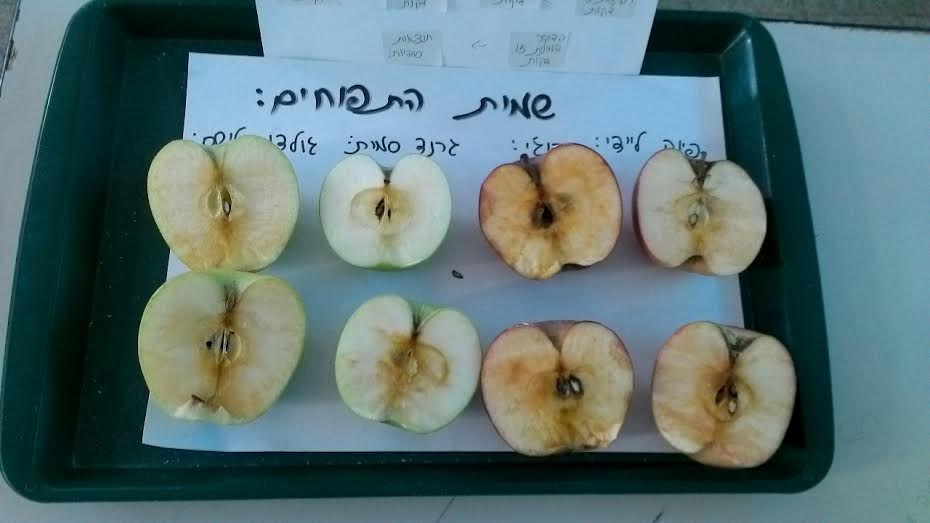 תהליך החקר השלם קבוצת תפוח-מיכל,ענבר,אלמוג,אלון by inbar pollak - Ourboox.com