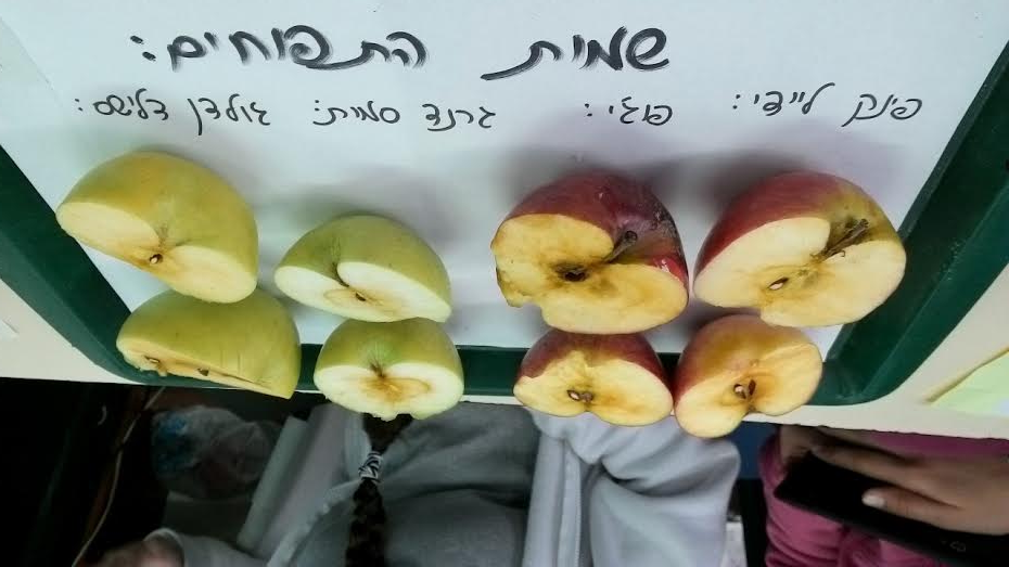 תהליך החקר השלם קבוצת תפוח-מיכל,ענבר,אלמוג,אלון by inbar pollak - Ourboox.com