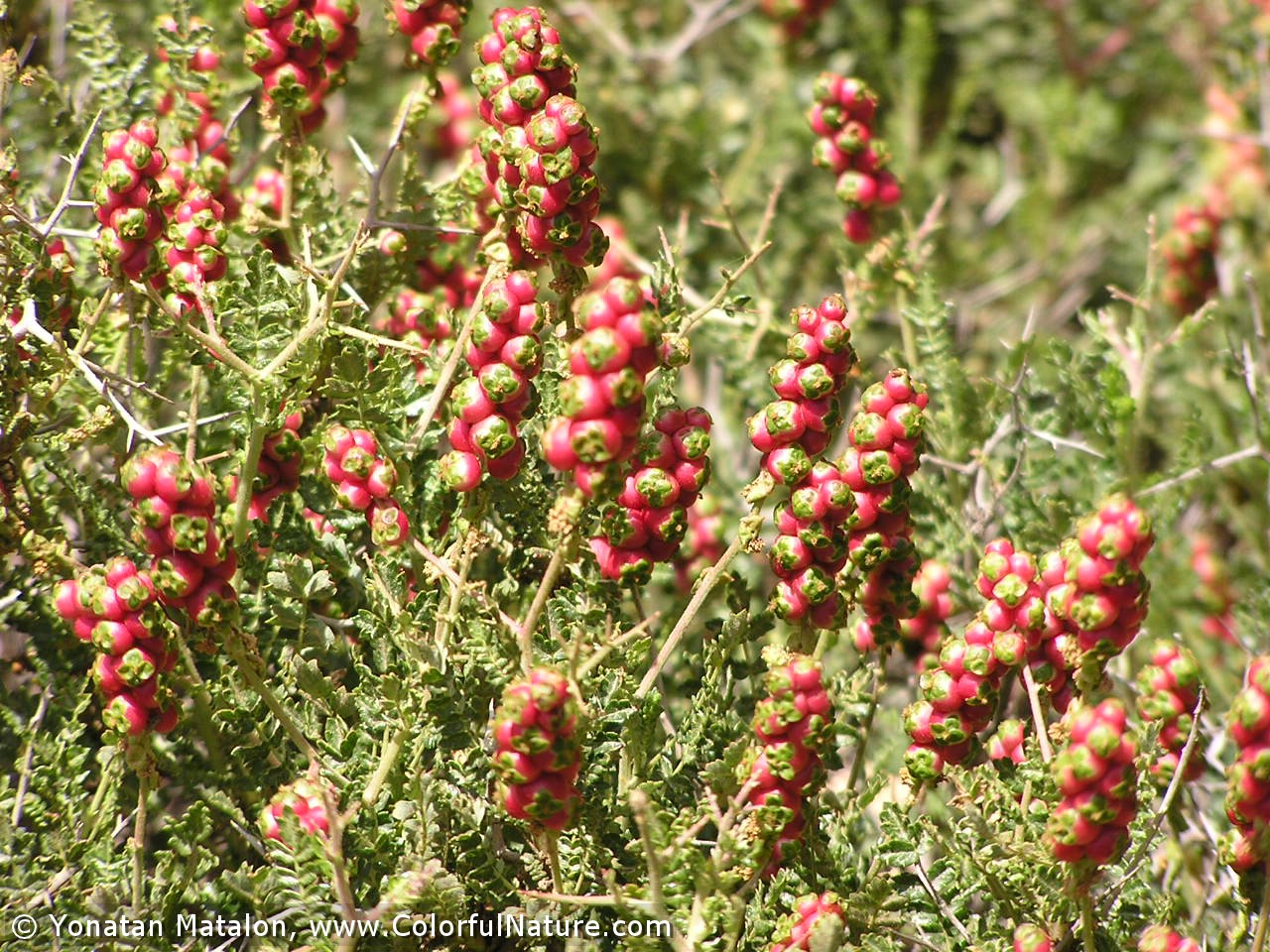 התאמת צמחים לסביבת יובש- קבוצה א by harel trabelsi - Ourboox.com