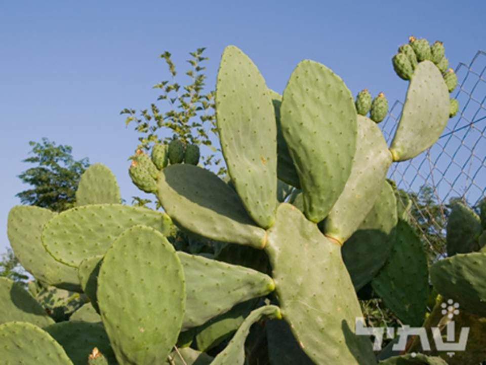 התאמת צמחים לסביבת יובש- קבוצה א by harel trabelsi - Ourboox.com