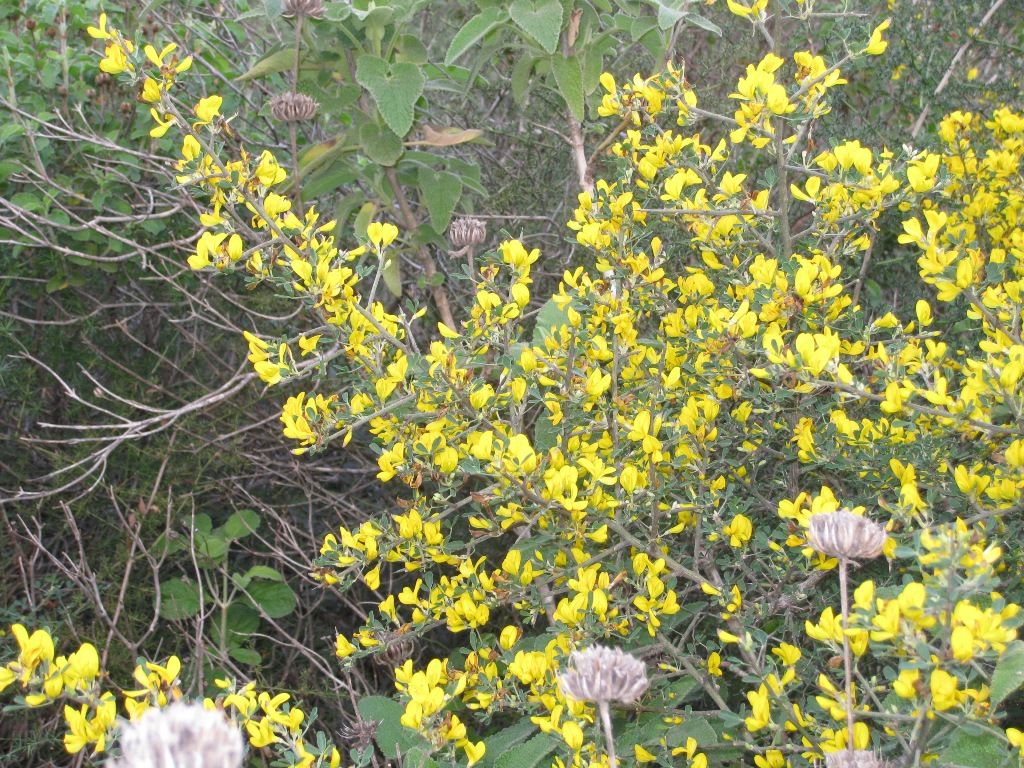 צמחים המותאמים לסביבת יובש- קבוצה ו by nogacohen - Ourboox.com