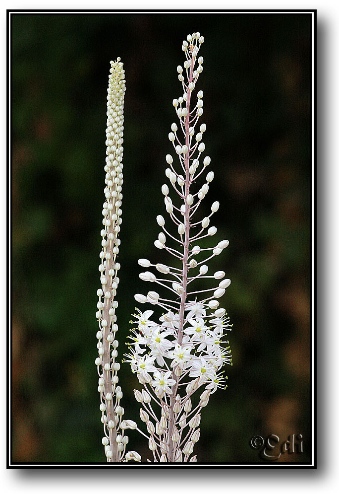 צמחים המותאמים לסביבת יובש- קבוצה ו by nogacohen - Ourboox.com