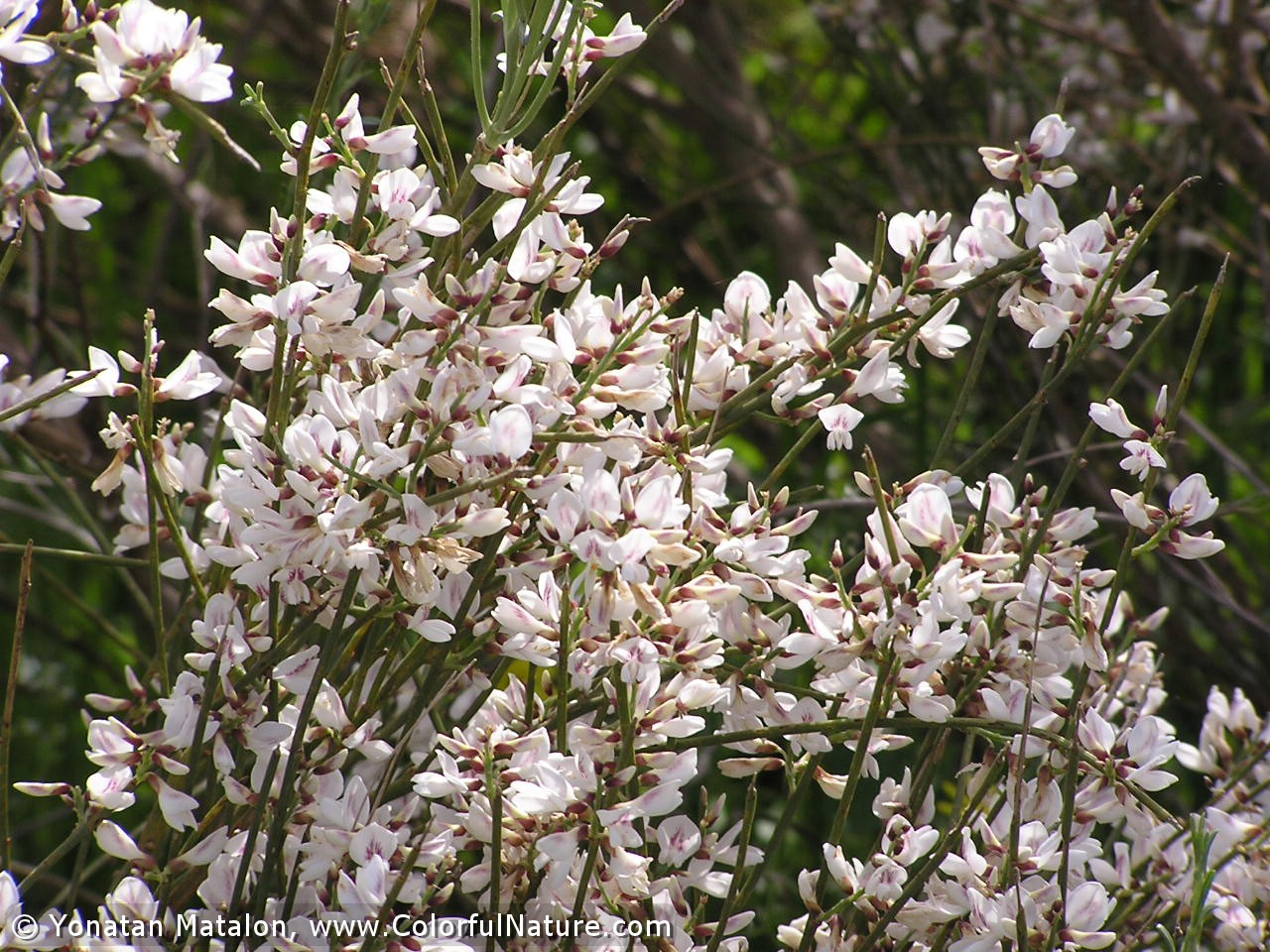 קבוצה ב’ by shiran - Ourboox.com