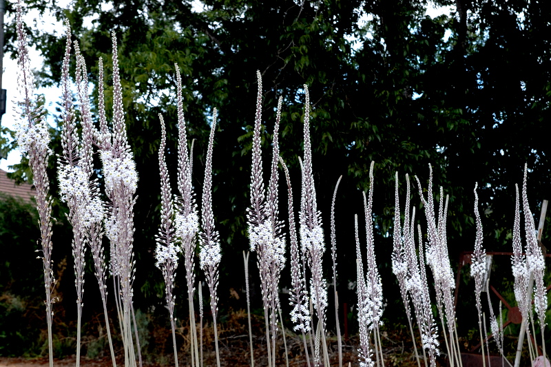התאמת צמחים לסביבת יובש- קבוצה א by harel trabelsi - Ourboox.com