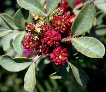 קבוצה ה’ by NIKOL VO - Ourboox.com