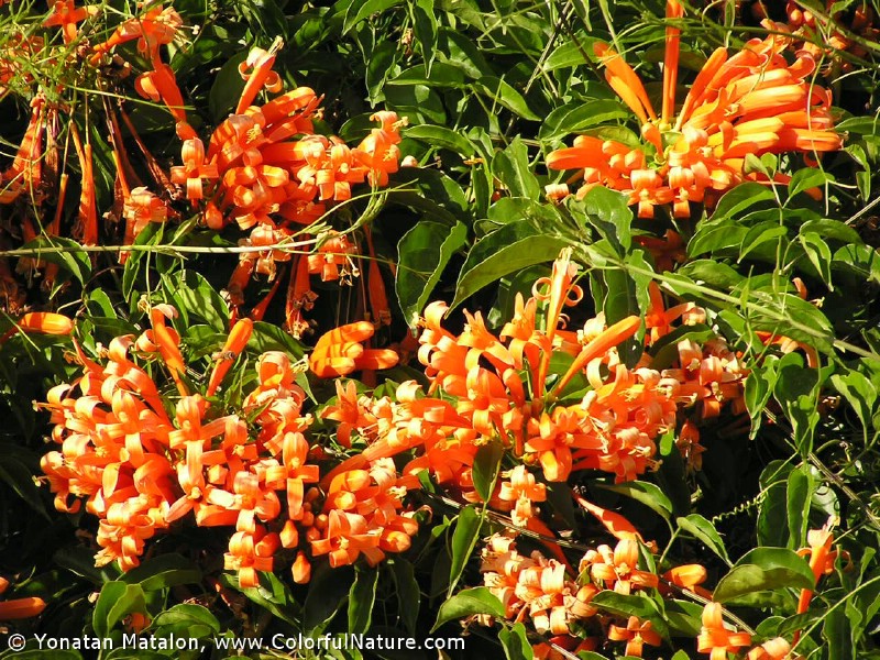 קבוצה ד’ by eden.shalamov - Ourboox.com