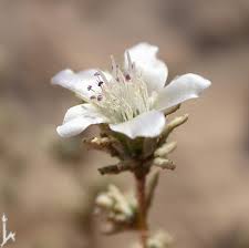 קבוצה ד’ by eden.shalamov - Ourboox.com