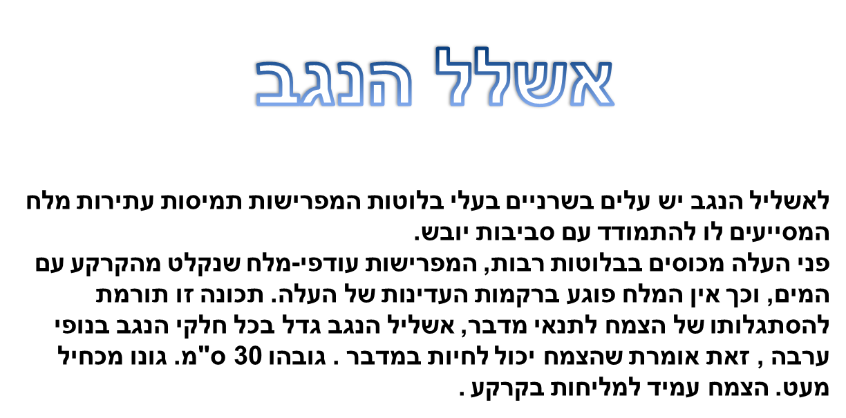 קבוצה ד’ by eden.shalamov - Ourboox.com