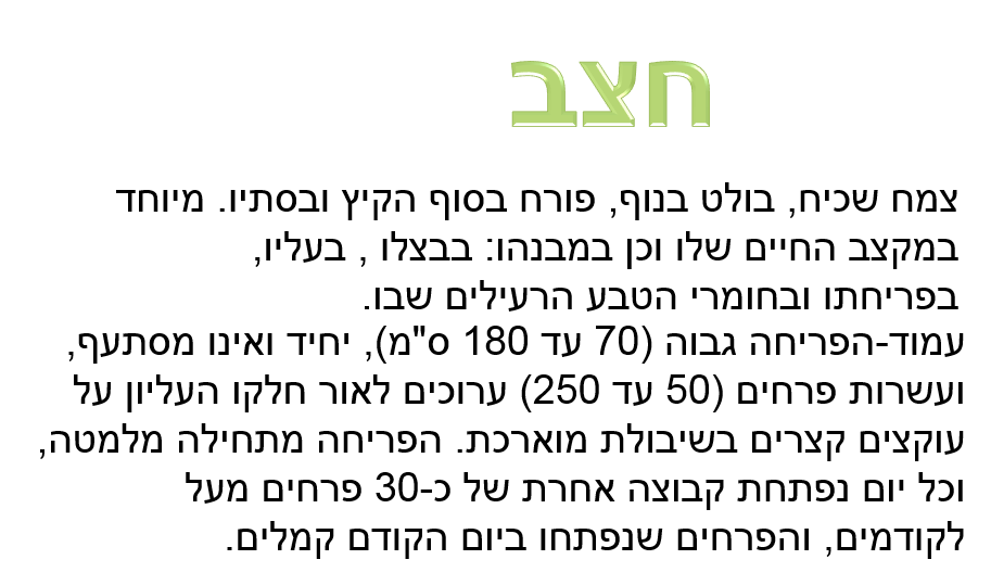 קבוצה ד’ by eden.shalamov - Ourboox.com