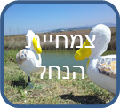 ניסיון by gila hadad - Illustrated by גילה חדד - Ourboox.com