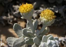 קבוצה ד’ by eden.shalamov - Ourboox.com