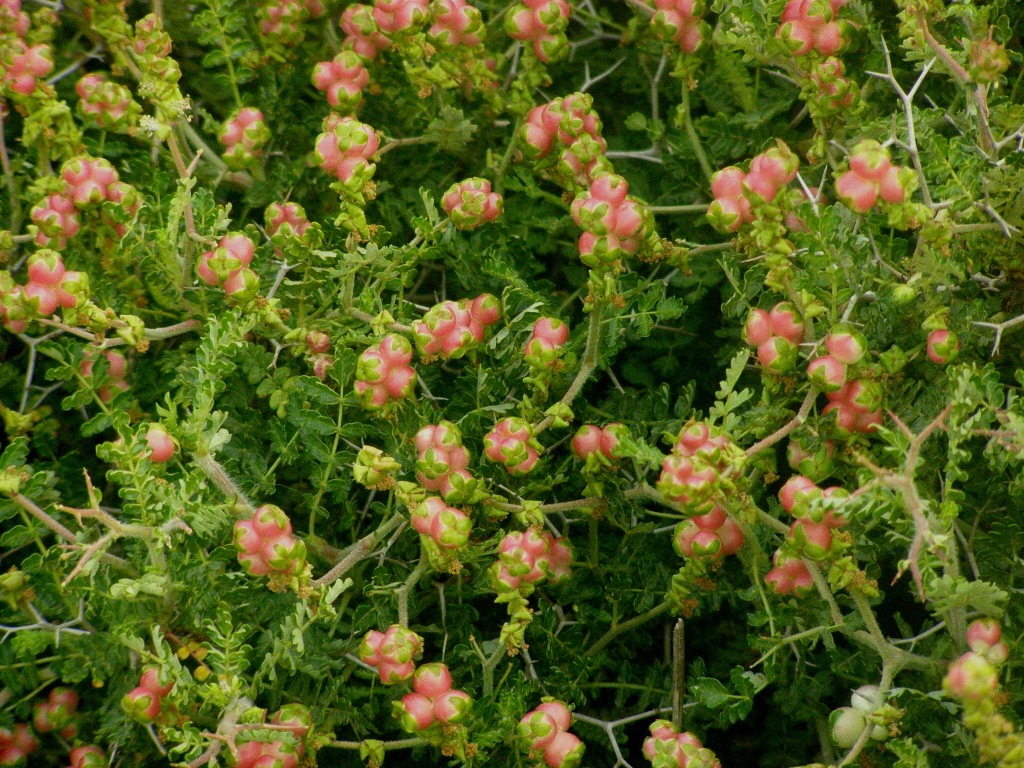 התאמת צמחים לסביבת יובש קבוצה ג’ by lielremnick - Ourboox.com