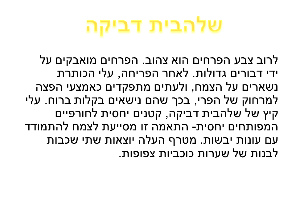 התאמת צמחים לסביבת יובש קבוצה ג’ by lielremnick - Ourboox.com