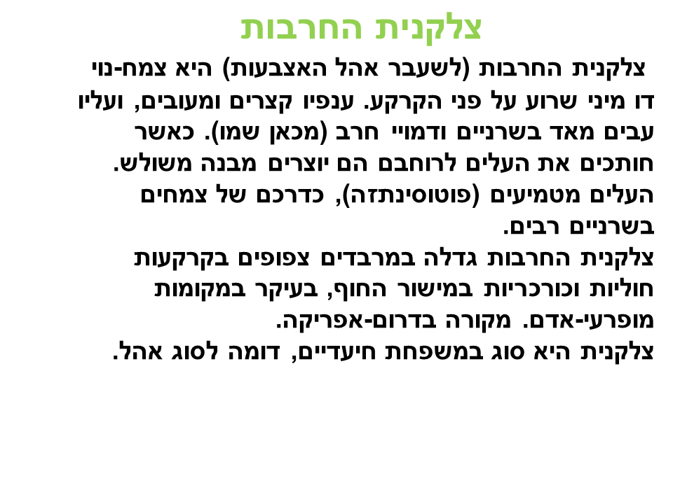 התאמת צמחים לסביבת יובש קבוצה ג’ by lielremnick - Ourboox.com