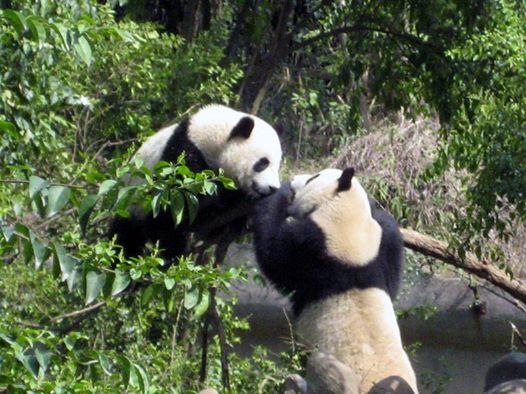 Gallirey by avital sak - Illustrated by Ilyian yurukov - Ourboox.com