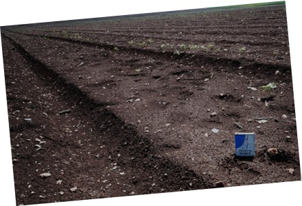 קופסת קק”ל by shelly - Illustrated by 