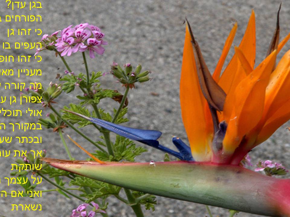 תמונות ושירים by avital sak - Ourboox.com