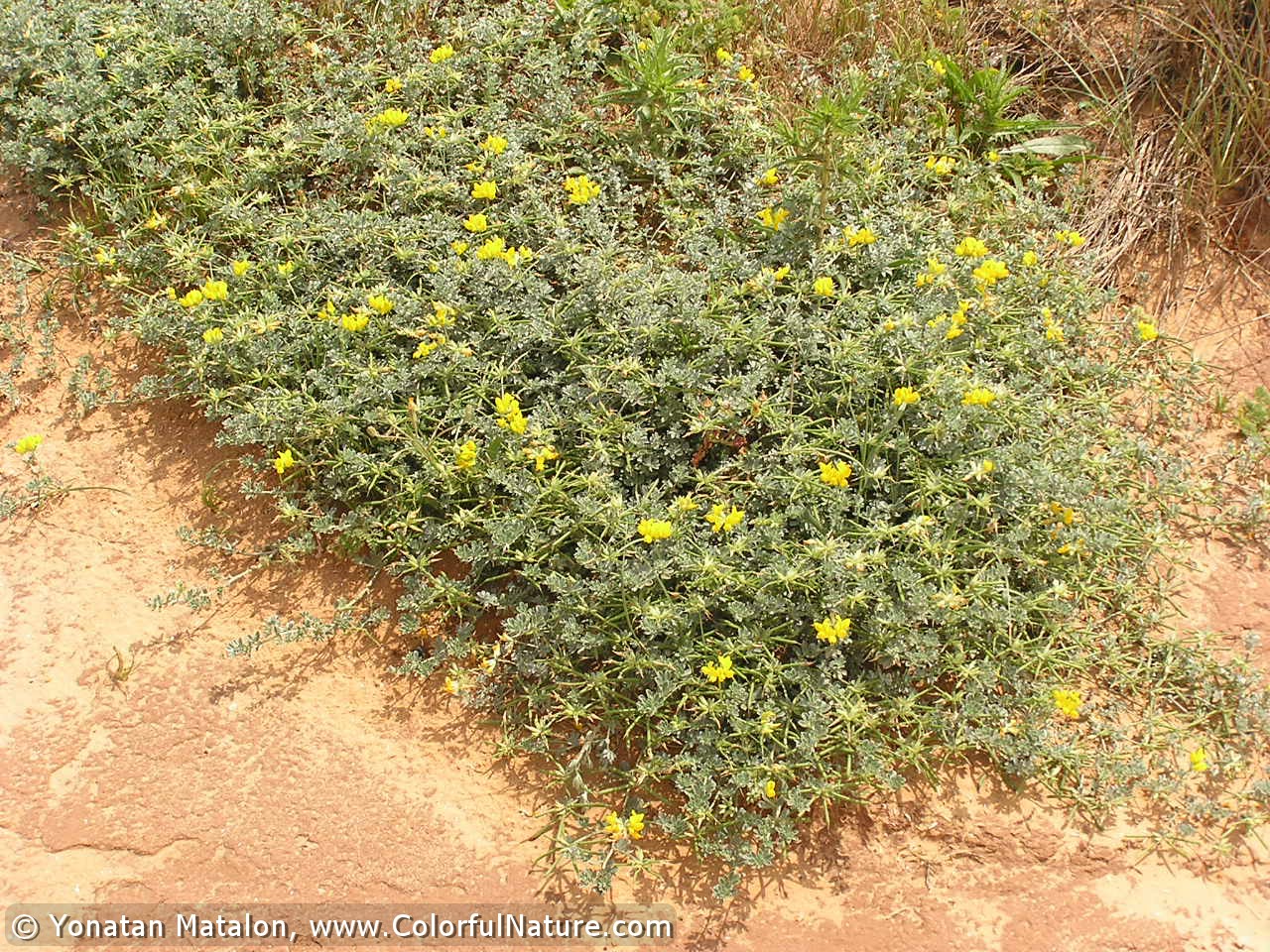 התאמת צמחים לסביבת יובש קבוצה ג’ by lielremnick - Ourboox.com