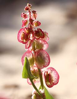 קבוצה ב’ by shiran - Ourboox.com