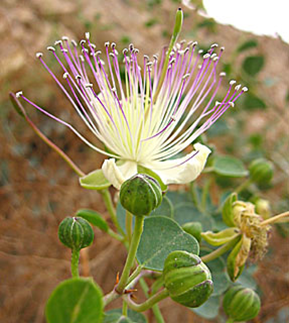 קבוצה ב’ by shiran - Ourboox.com