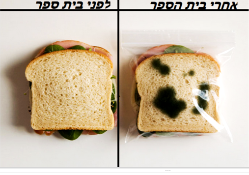 תהליך החקר השלם -יעל שי-לי אלמוג בן אדיבה ויונתן ☺ by shaylee - Ourboox.com