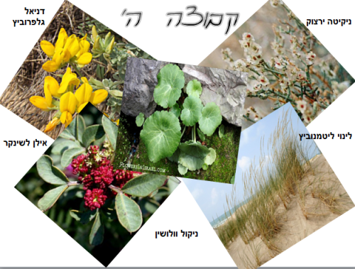 קבוצה ה’ by NIKOL VO - Ourboox.com