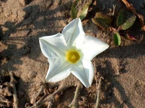 צמחים המותאמים לסביבת יובש- קבוצה ו by nogacohen - Ourboox.com